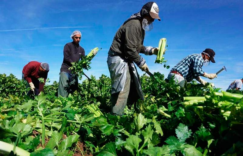 Cuál es la importancia de las Cooperativas Agropecuarias en la sociedad ecuatoriana